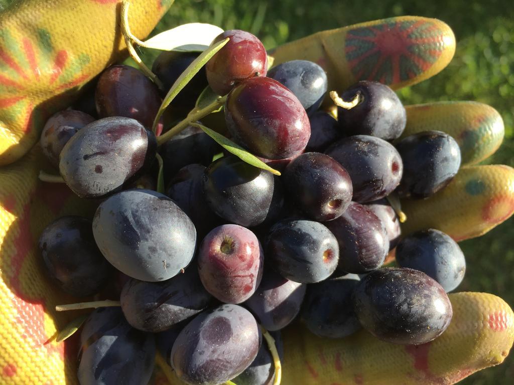 Agriturismo Tenuta La Fratta บาญญี ดี ลุกกา ภายนอก รูปภาพ
