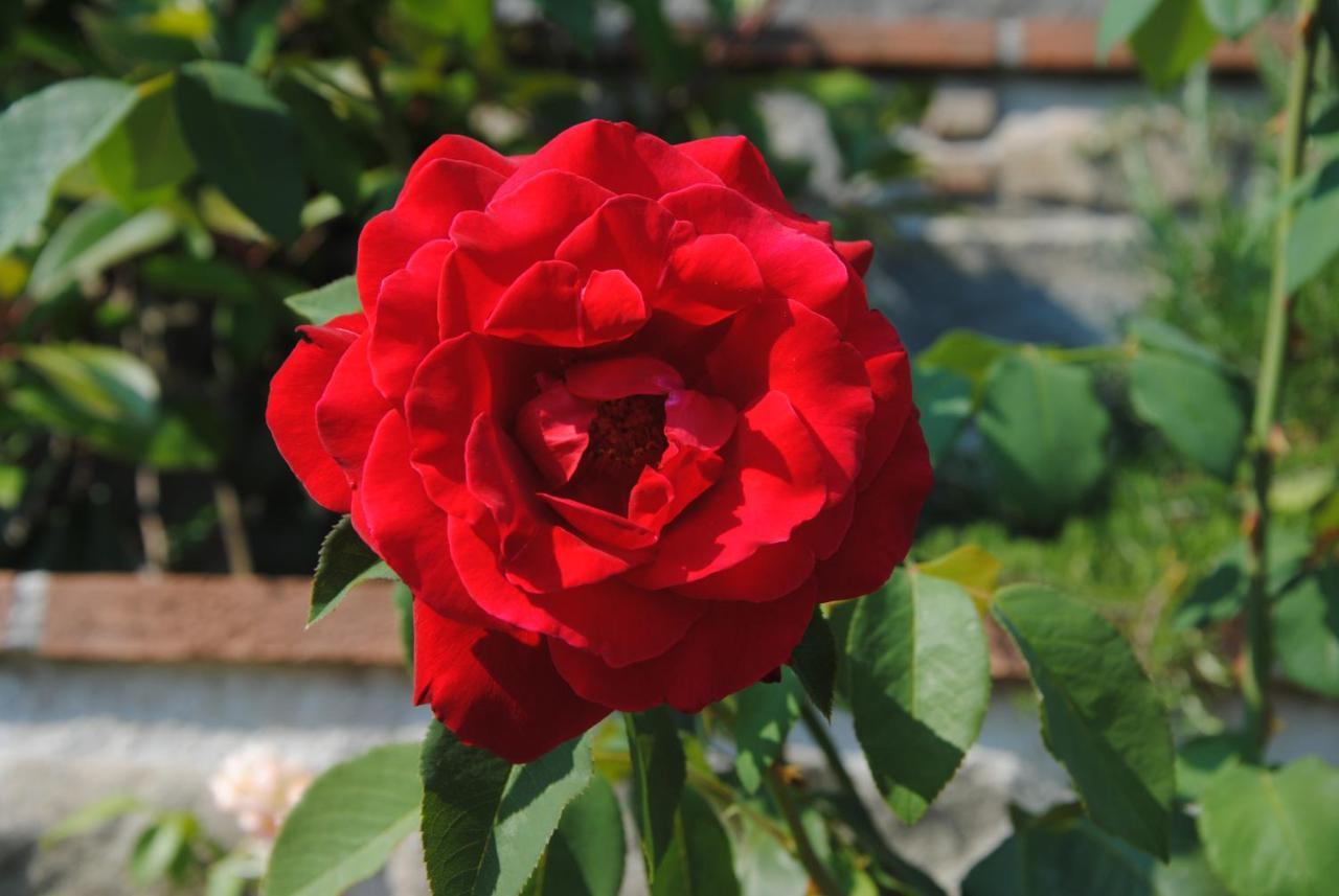 Agriturismo Tenuta La Fratta บาญญี ดี ลุกกา ภายนอก รูปภาพ